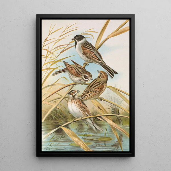 Emberiza schoeniclus - Johann Friedrich Naumann — framed artwork on a wall