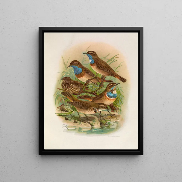 Erithacus cyaneculus - Johann Friedrich Naumann — framed artwork on a wall