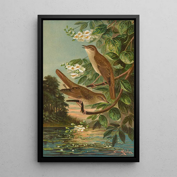 Erithacus luscinia Erithacus philomela - Johann Friedrich Naumann — framed artwork on a wall