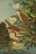 Erithacus luscinia Erithacus philomela - Johann Friedrich Naumann — artwork view
