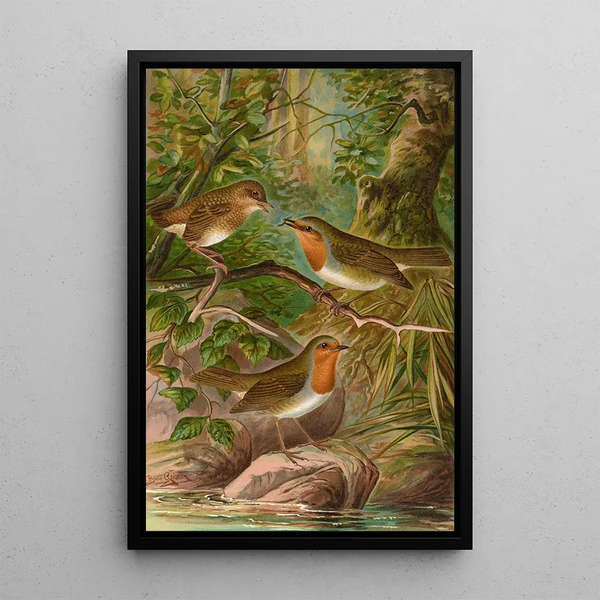 Erithacus rubeculus - Johann Friedrich Naumann — framed artwork on a wall