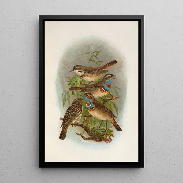 Erithacus suecicus - Johann Friedrich Naumann — framed artwork on a wall