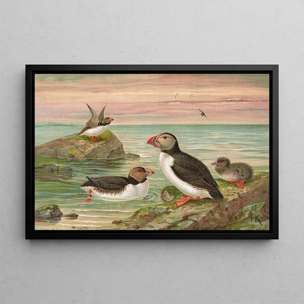Fratercula arctica L Macareux arctique - Johann Friedrich Naumann — framed artwork on a wall