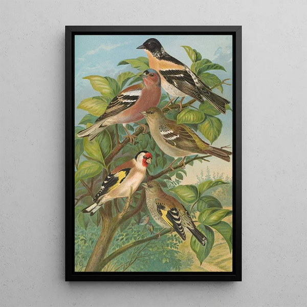 Fringilla montifringilla Fringilla coelebs Carduelis carduelis - Johann Friedrich Naumann — framed artwork on a wall