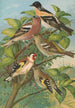 Fringilla montifringilla Fringilla coelebs Carduelis carduelis - Johann Friedrich Naumann — artwork view