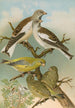 Fringilla nivalis Chloris chloris - Johann Friedrich Naumann — artwork view