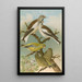 Fringilla nivalis Chloris chloris - Johann Friedrich Naumann — framed artwork on a wall
