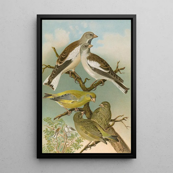 Fringilla nivalis Chloris chloris - Johann Friedrich Naumann — framed artwork on a wall