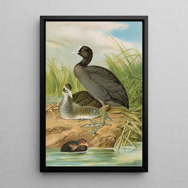 Fulica atra - Johann Friedrich Naumann | Painting — framed artwork on a wall