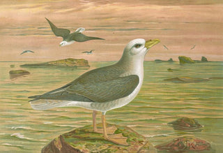 Johann Friedrich Naumann - Fulmarus glacialis EisMovensturmvogel.webp
