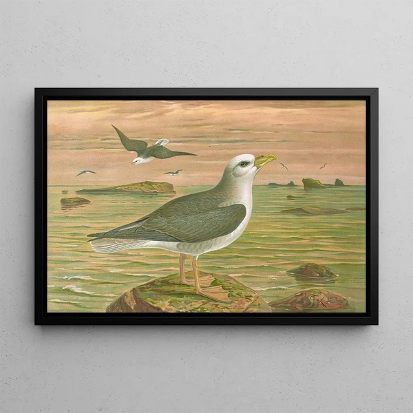 Fulmarus glacialis, fulmar petrel - Johann Friedrich Naumann — framed artwork on a wall