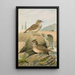 the Galerida cristata Galerida Theklae - Johann Friedrich Naumann — framed artwork on a wall