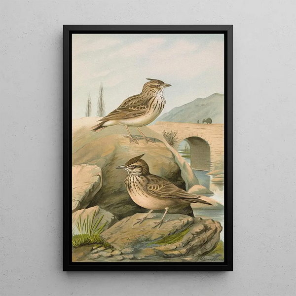 the Galerida cristata Galerida Theklae - Johann Friedrich Naumann — framed artwork on a wall