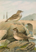 the Galerida cristata Galerida Theklae - Johann Friedrich Naumann — artwork view