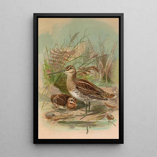 Gallinago gallinago - Johann Friedrich Naumann — framed artwork on a wall