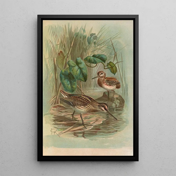 Gallinago gallinula - Johann Friedrich Naumann — framed artwork on a wall