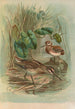 Gallinago gallinula - Johann Friedrich Naumann — artwork view