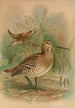Gallinago major - Johann Friedrich Naumann — artwork view