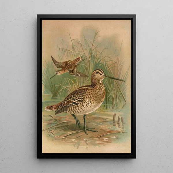 Gallinago major - Johann Friedrich Naumann — framed artwork on a wall