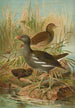 Gallinula chloropus - Johann Friedrich Naumann — artwork view
