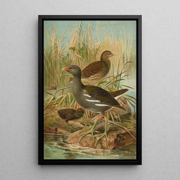 Gallinula chloropus - Johann Friedrich Naumann — framed artwork on a wall