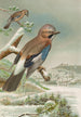 Garrulus glandarius - Johann Friedrich Naumann — artwork view