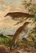 Geocichla mollissima - Johann Friedrich Naumann — artwork view