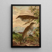 Geocichla mollissima - Johann Friedrich Naumann — framed artwork on a wall