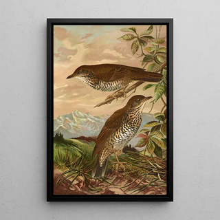 Johann Friedrich Naumann - Geocichla mollissima.webp