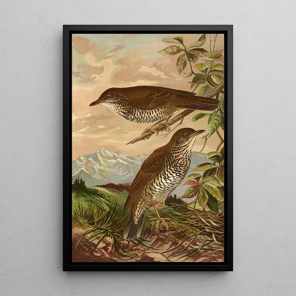 Geocichla mollissima - Johann Friedrich Naumann — framed artwork on a wall
