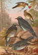 Geocichla sibirica - Johann Friedrich Naumann — artwork view