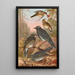 Geocichla sibirica - Johann Friedrich Naumann — framed artwork on a wall