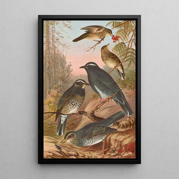 Geocichla sibirica - Johann Friedrich Naumann — framed artwork on a wall