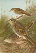 Geocichla varia Geocichla dauma - Johann Friedrich Naumann — artwork view