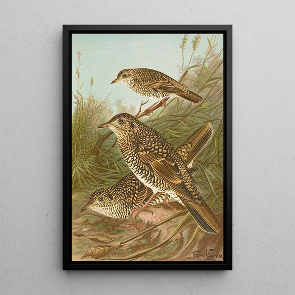 Geocichla varia Geocichla dauma - Johann Friedrich Naumann — framed artwork on a wall