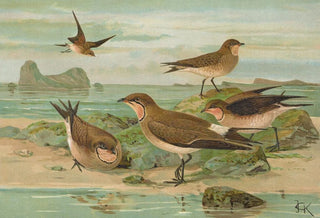 Johann Friedrich Naumann - Glareola pratincola Glareola melanoptera Nordm.webp