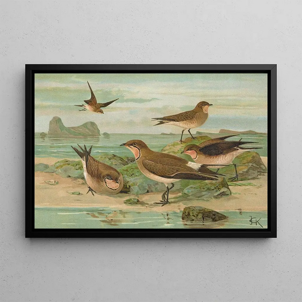 Glareola pratincola Glareola melanoptera Nordm - Johann Friedrich Naumann — framed artwork on a wall