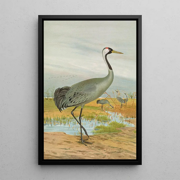 Grus grus - Johann Friedrich Naumann — framed artwork on a wall