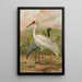 Grus virgo Grus leucogeranus Pall - Johann Friedrich Naumann — framed artwork on a wall