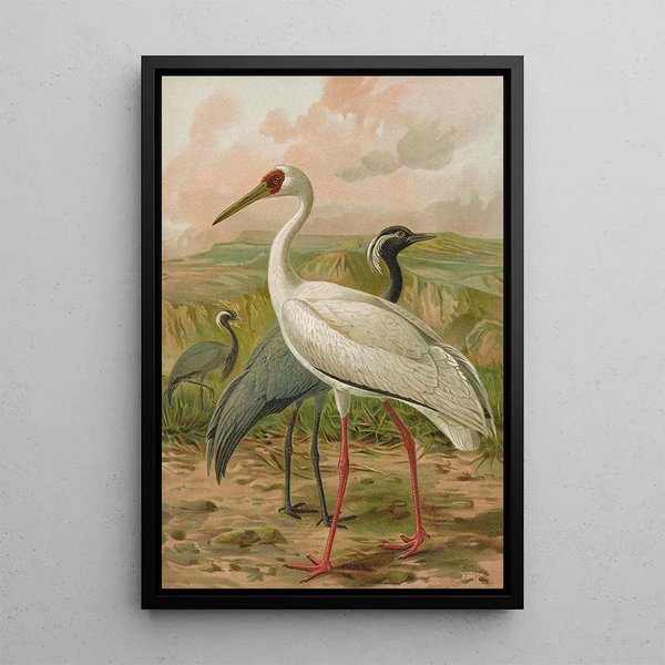 Grus virgo Grus leucogeranus Pall - Johann Friedrich Naumann — framed artwork on a wall