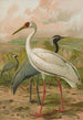Grus virgo Grus leucogeranus Pall - Johann Friedrich Naumann — artwork view