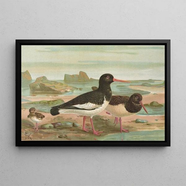 Huîtrier pie - Johann Friedrich Naumann — framed artwork on a wall