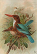 Halcyon smyrnensis - Johann Friedrich Naumann — artwork view