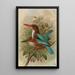 Halcyon smyrnensis - Johann Friedrich Naumann — framed artwork on a wall