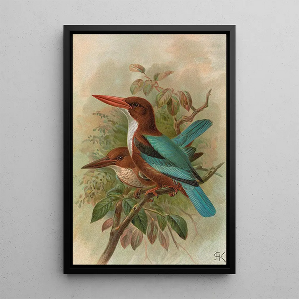 Halcyon smyrnensis - Johann Friedrich Naumann — framed artwork on a wall