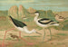 Himantopus himantopus Recurvirostra avocetta - Johann Friedrich Naumann — artwork view
