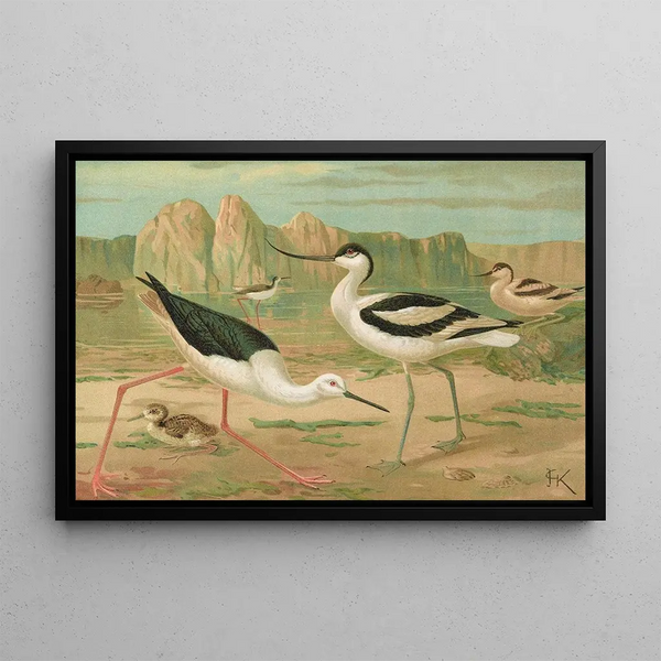 Himantopus himantopus Recurvirostra avocetta - Johann Friedrich Naumann — framed artwork on a wall