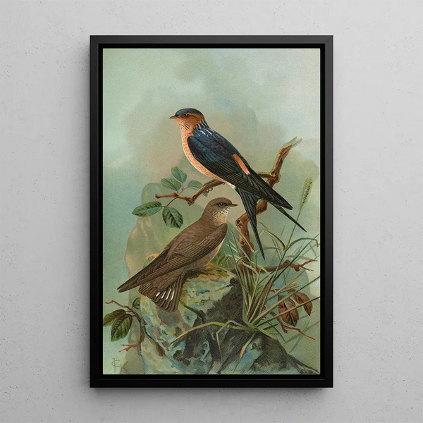 Hirundo rufula Temm Biblis rupestris - Johann Friedrich Naumann — framed artwork on a wall