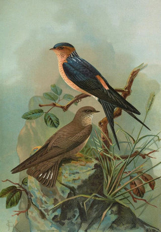 Johann Friedrich Naumann - Hirundo rufula Temm Biblis rupestris.webp