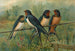 Hirundo rustica Hirundo rustica Savignii - Johann Friedrich Naumann — artwork view